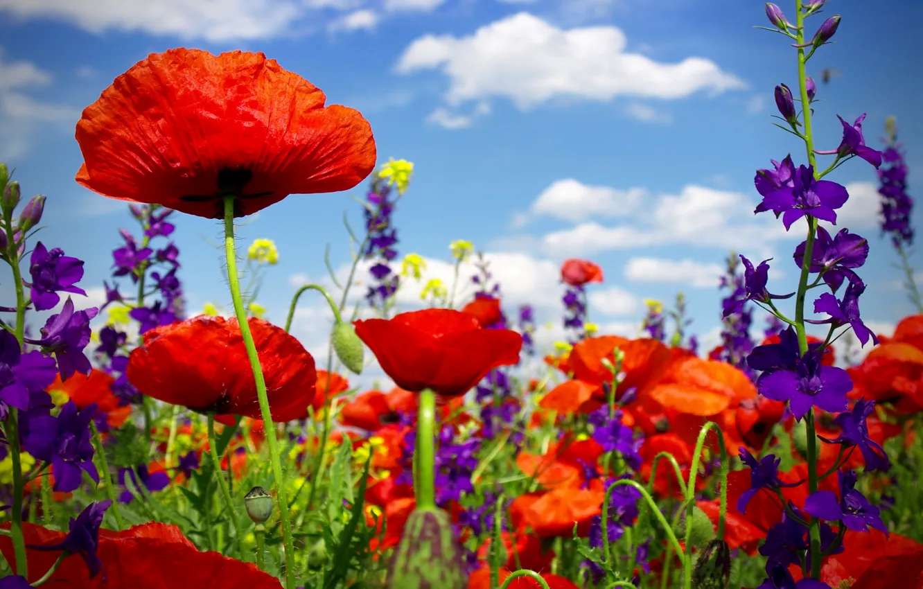 Фото обои лето, цветы, маки, цветение, field, poppy, маковое поле, wild flowers