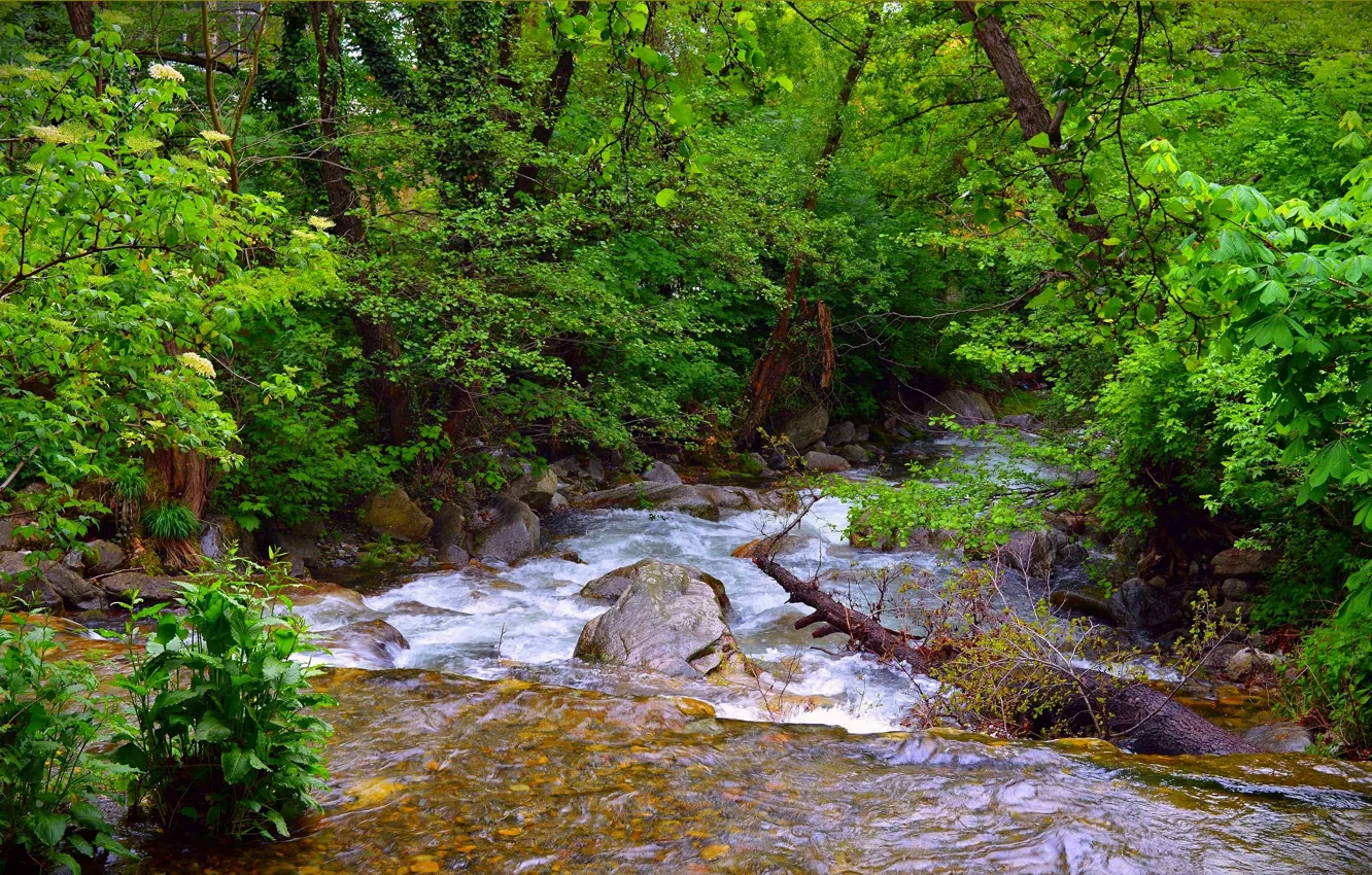 Фото обои Поток, Весна, Лес, Речка, Spring, River, Forest, Flow