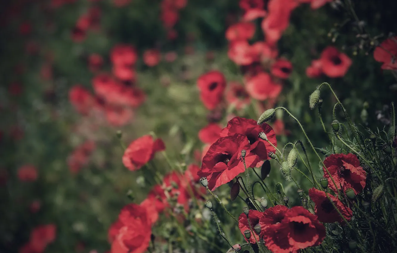 Фото обои зелень, цветы, красный, маки, стебель, блюр, боке, маковое поле