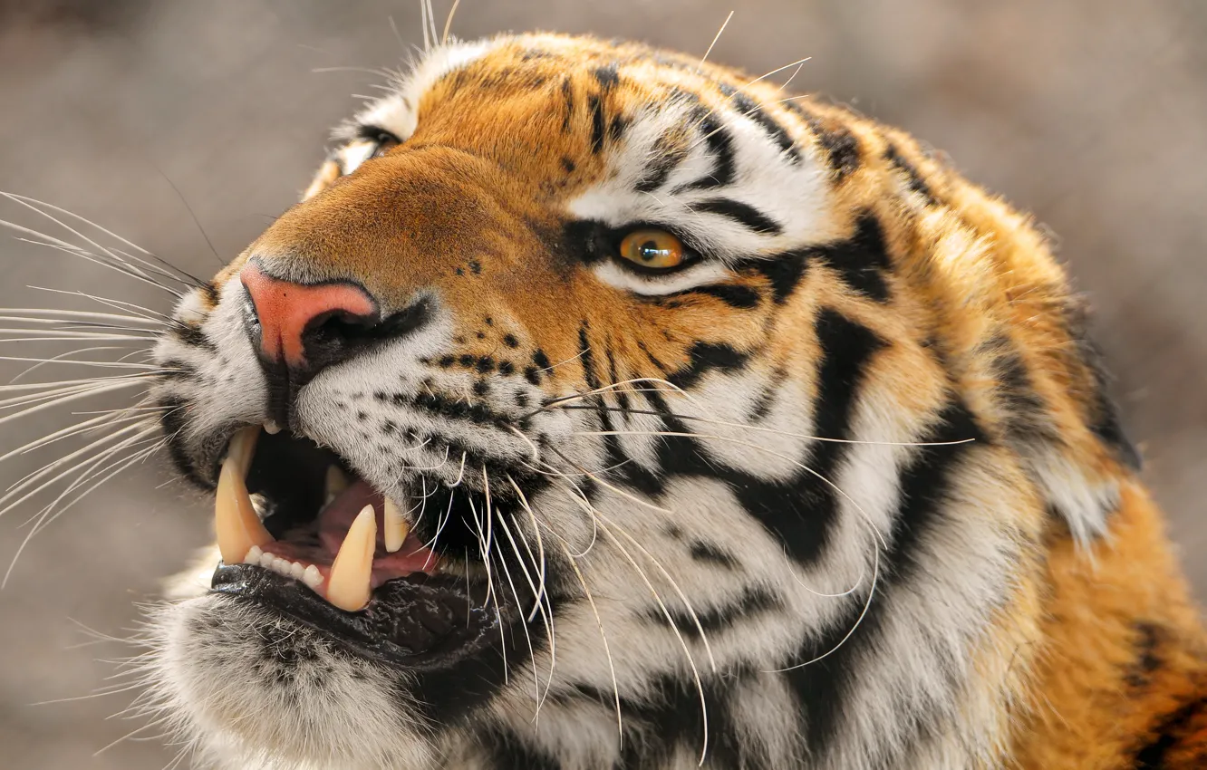 Фото обои злой, дальневосточный, Амурский тигр, уссурийский, Panthera tigris altaica, крупный тигр, Amur tigr