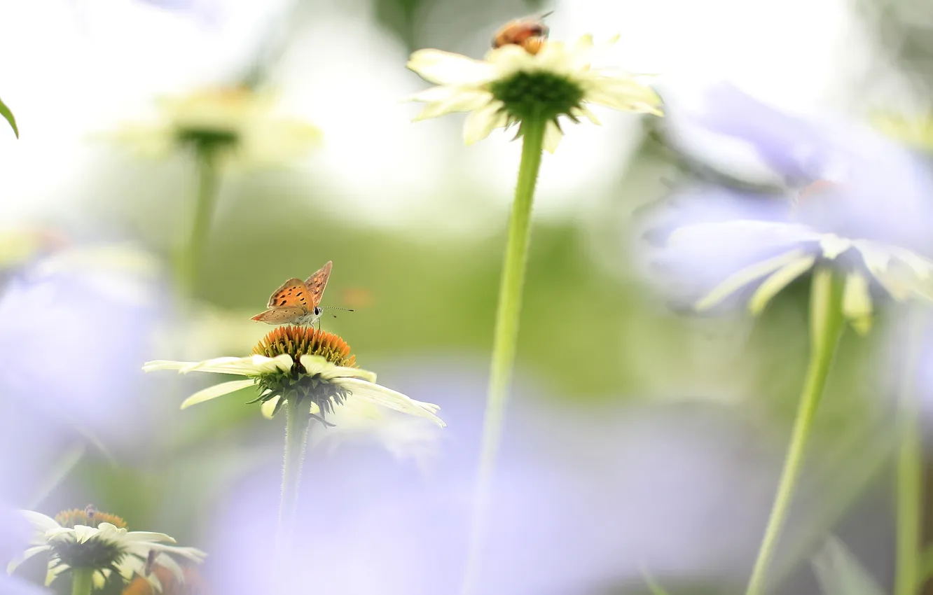 Фото обои поле, цветы, бабочка, лепестки, луг, насекомое, эхинацея