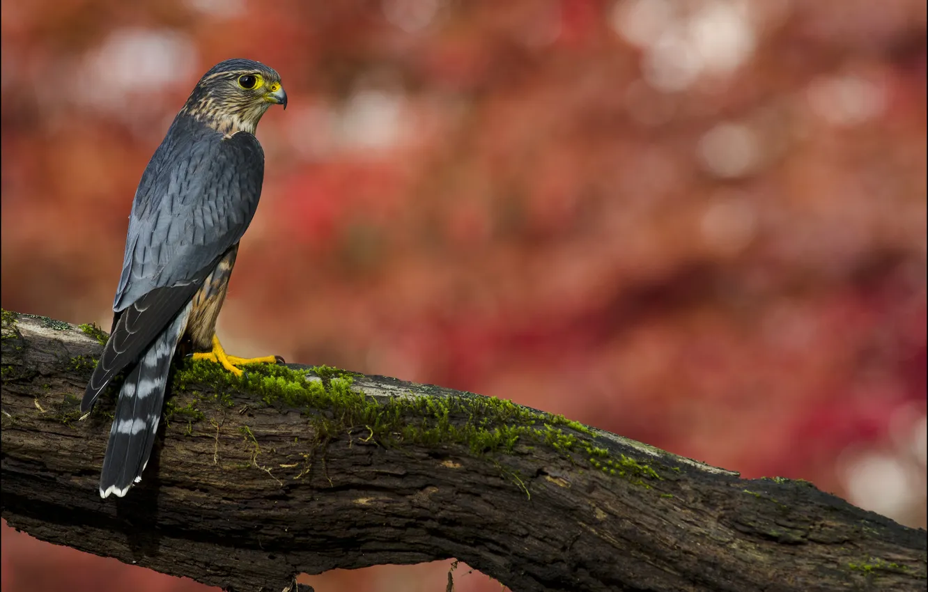 Фото обои взгляд, дерево, отдых, Дербник (Falco columbarius)