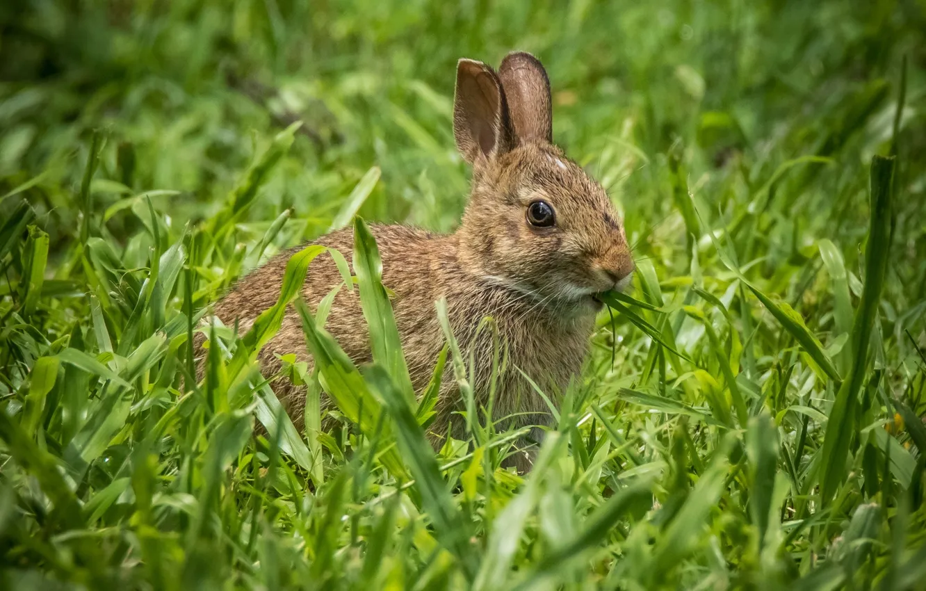 Фото обои трава, кролик, уши