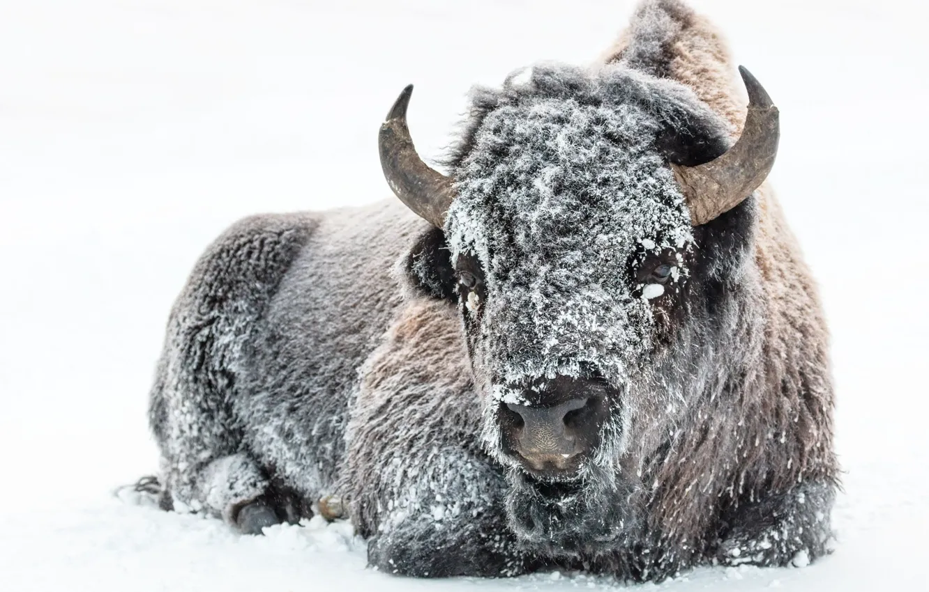 Фото обои winter, snow, american, animal, wind, cold, buffalo, bison