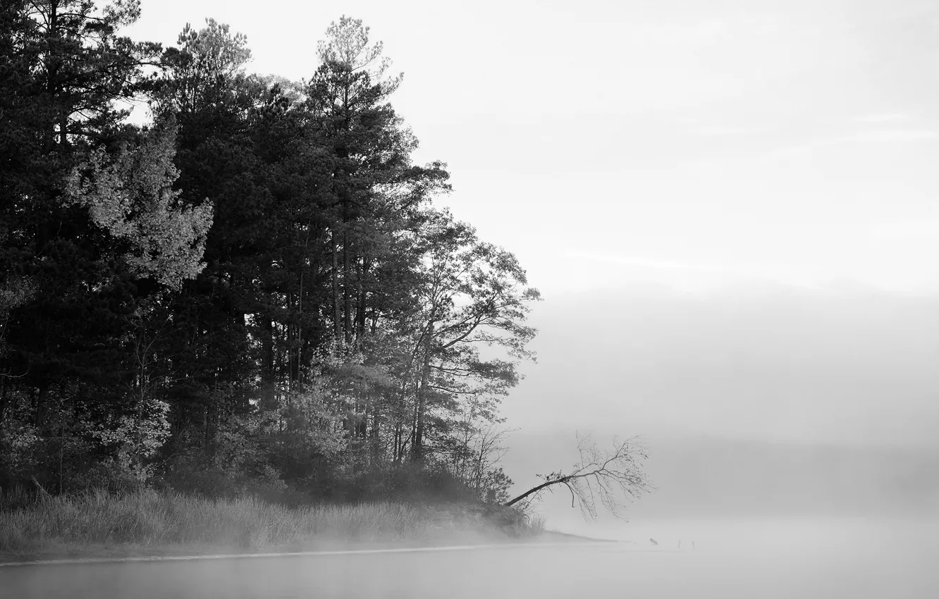 Фото обои лес, вода, деревья, туман, озеро, черно-белая