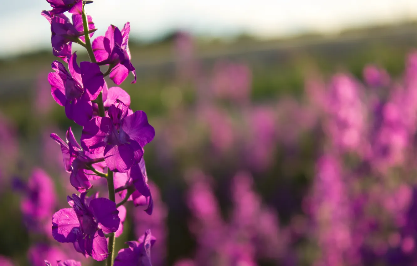 Фото обои Поле, Боке, Field, Delphinium, Дельфиниум, Живокость