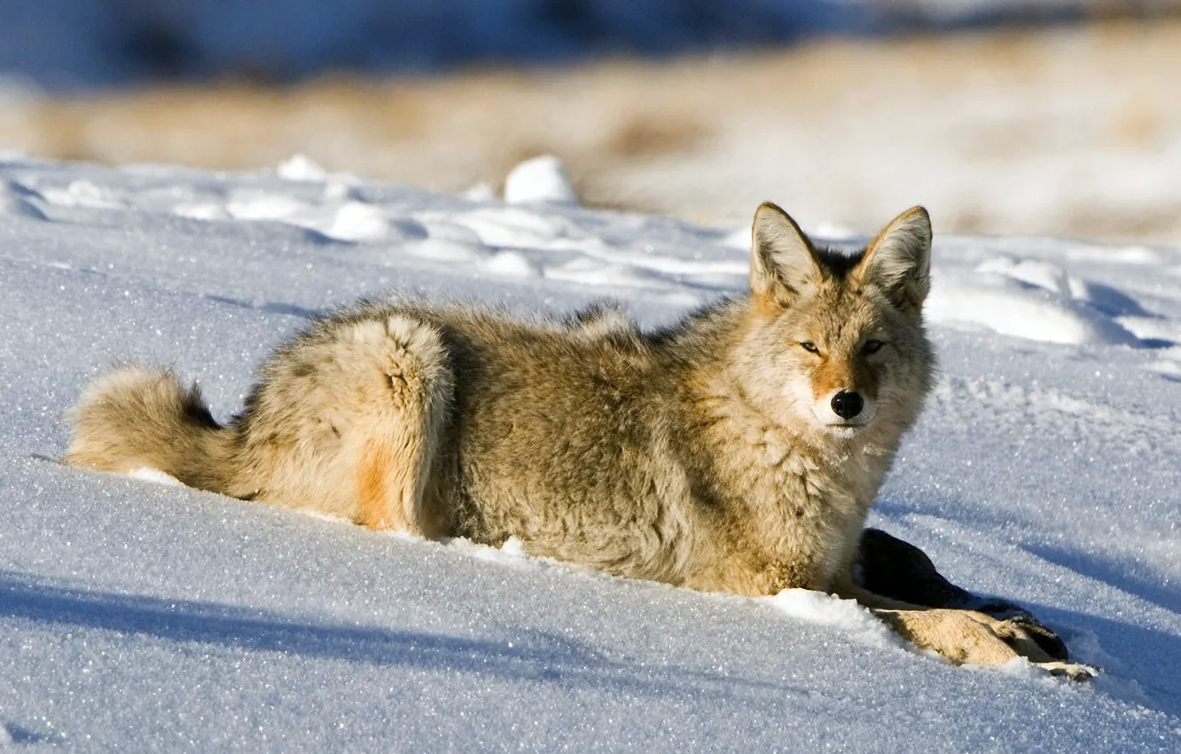 Фото обои зима, снег, волк, лежит, койот