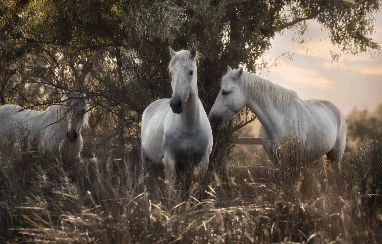 Фото обои трава, природа, дерево, кони, лошади, трио, троица