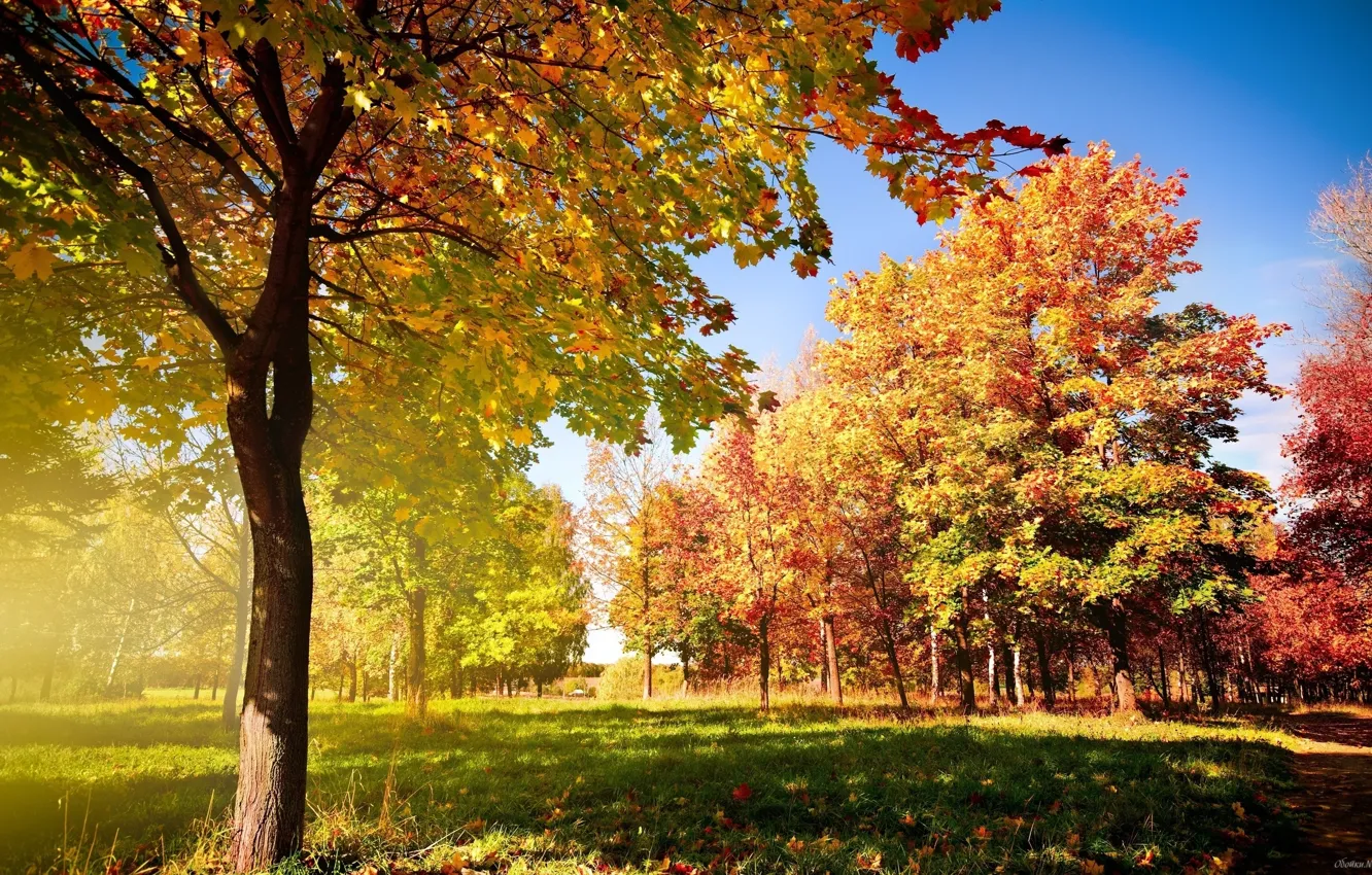 Фото обои осень, золото, красиво