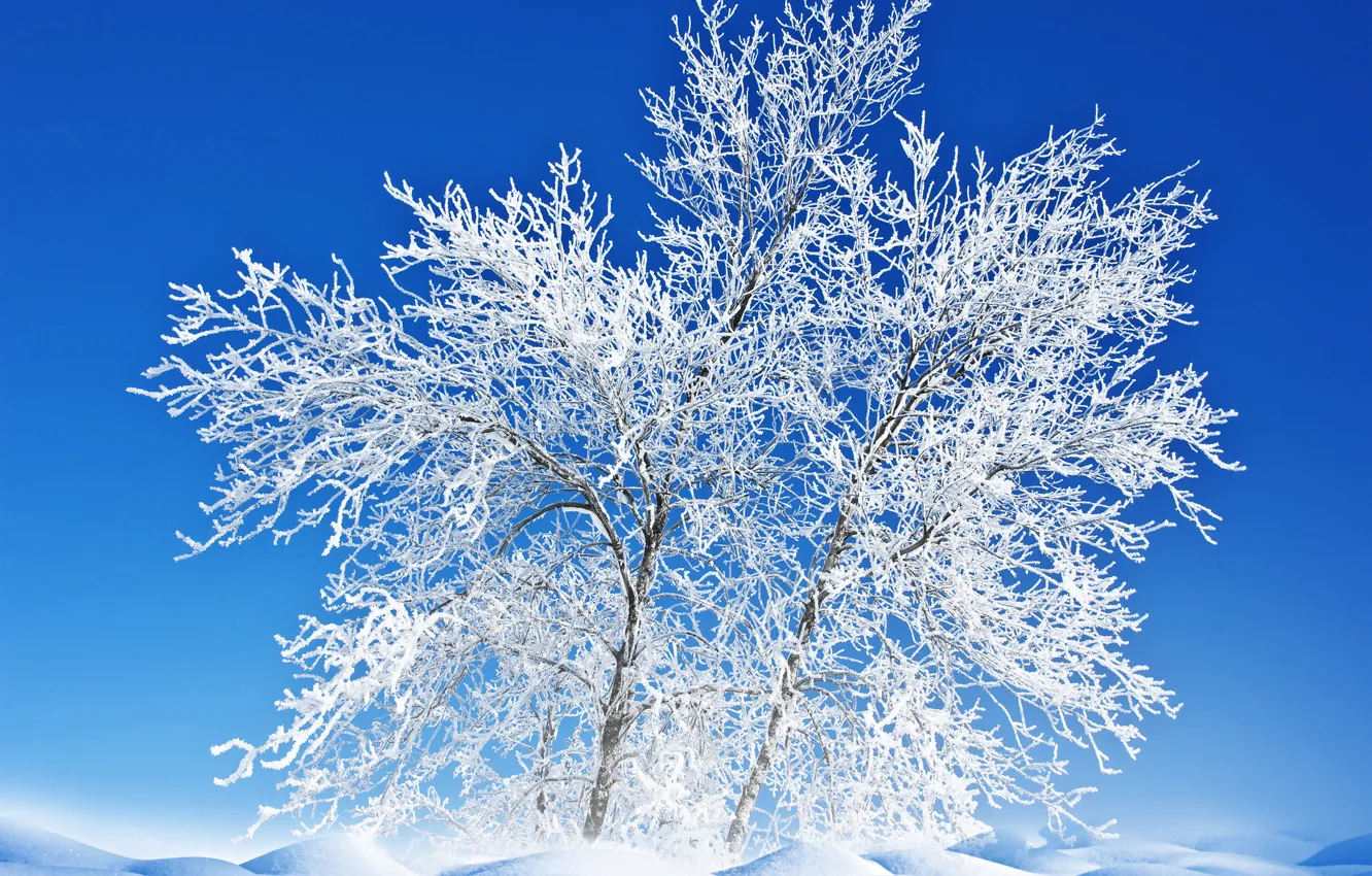 Фото обои зима, иней, небо, снег, пейзаж, природа, дерево
