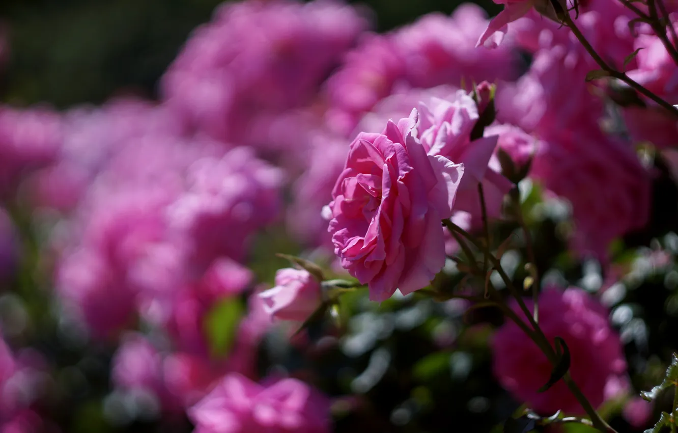 Фото обои цветы, ветки, роза, розы, сад, розовые, много, боке