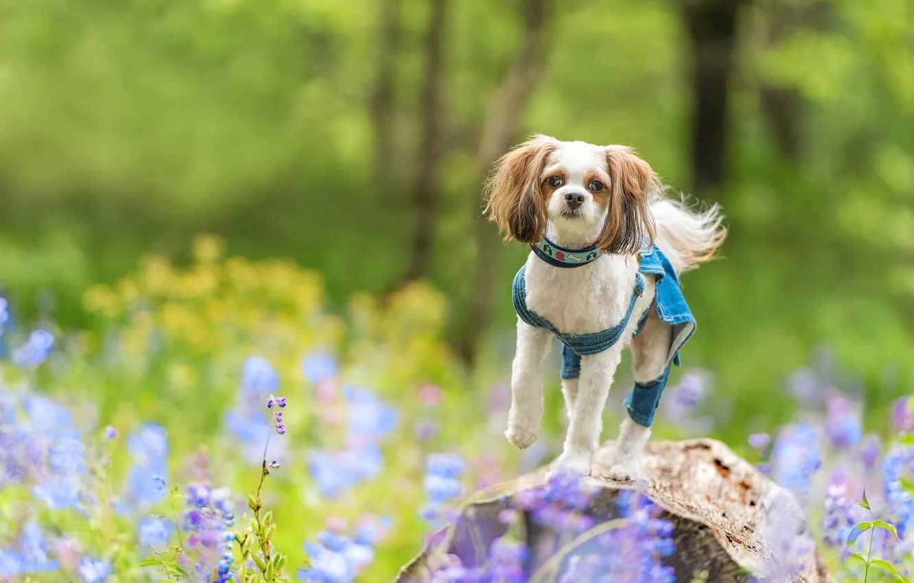 Фото обои цветы, камень, собака, боке, Ши-тцу