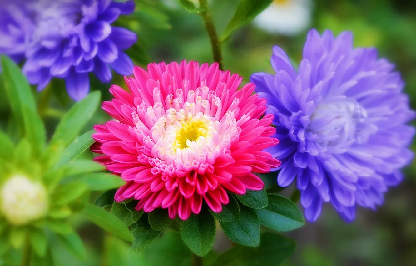 Фото обои Цветы, Flowers, Colors, астры, Asters