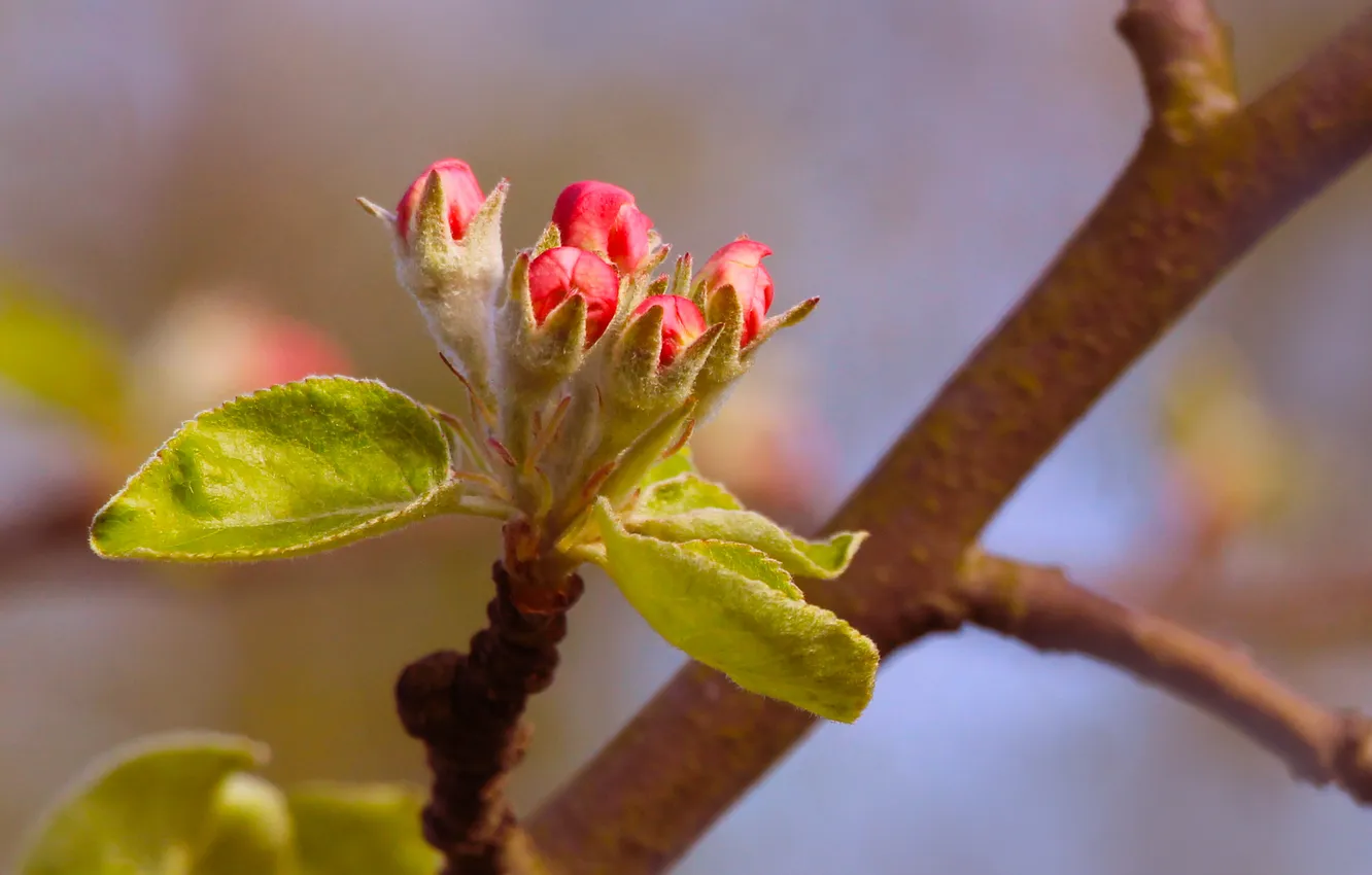 Фото обои spring, buds, twig