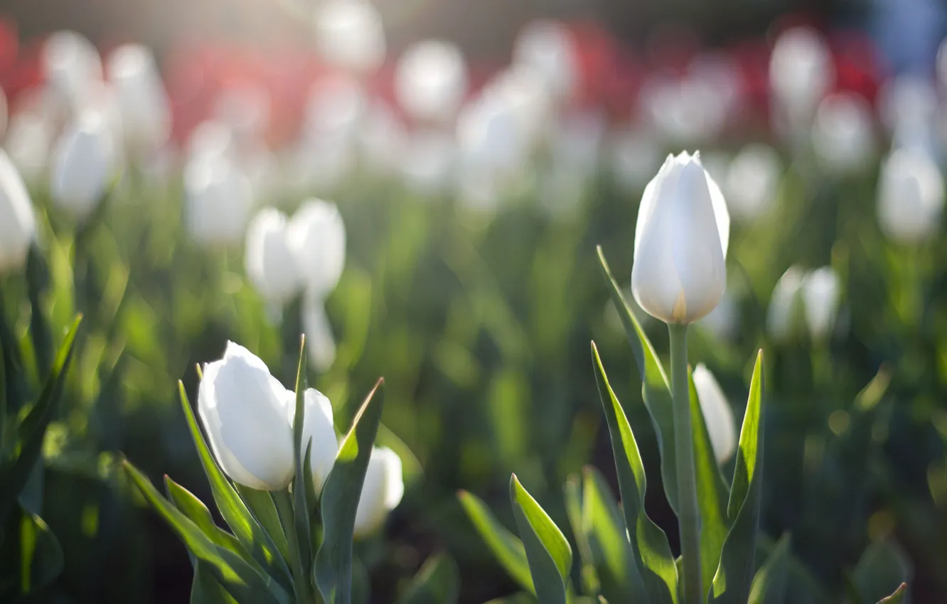 Фото обои солнце, весна, тюльпаны, белые, блик, клумба