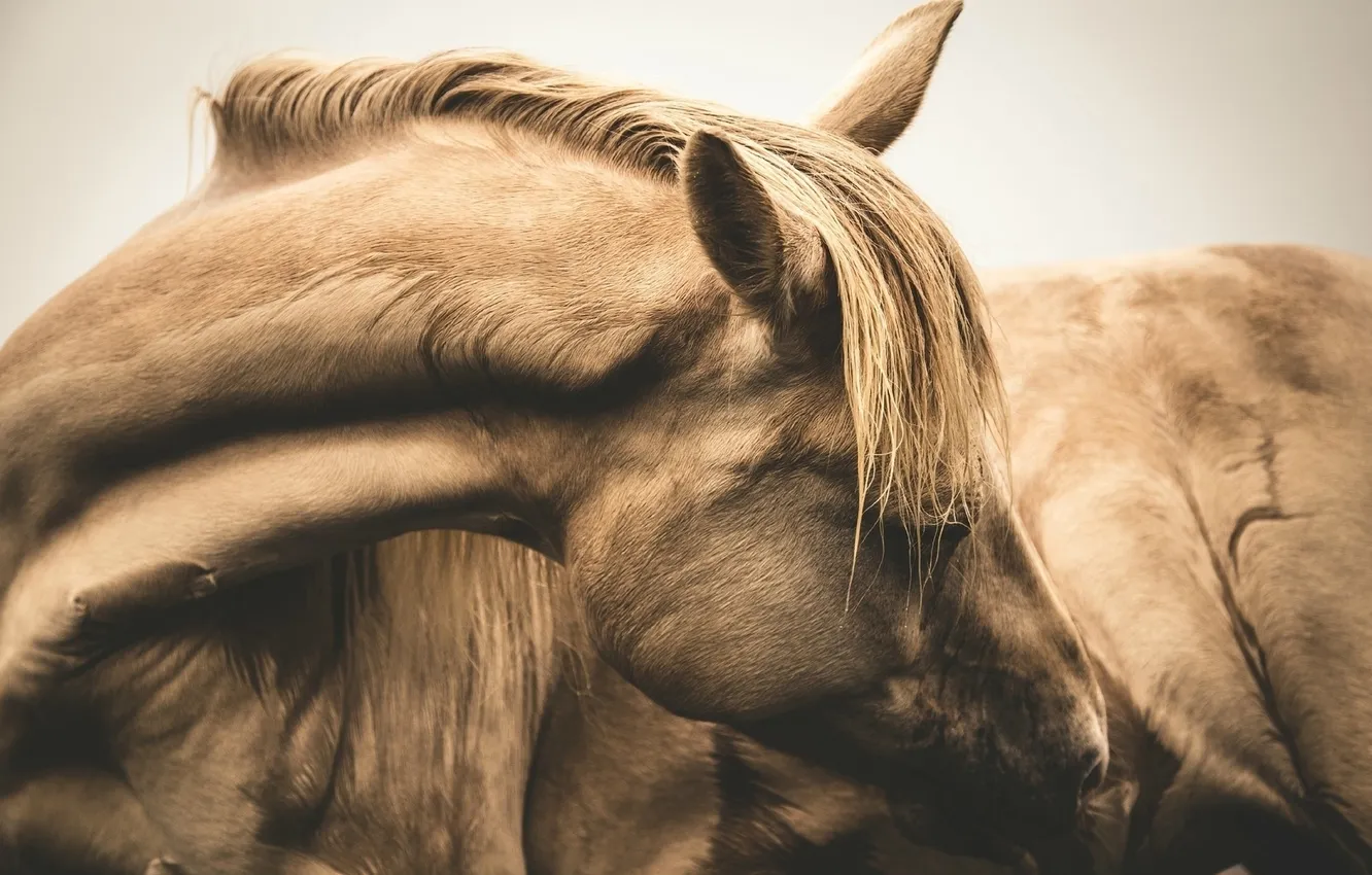 Фото обои horses, head, neck