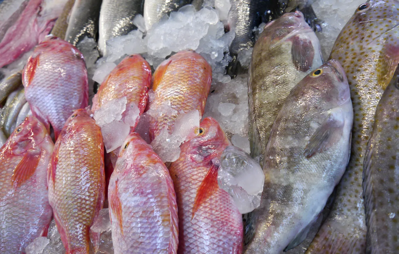 Фото обои ice, fish, seafood, Frozen meat