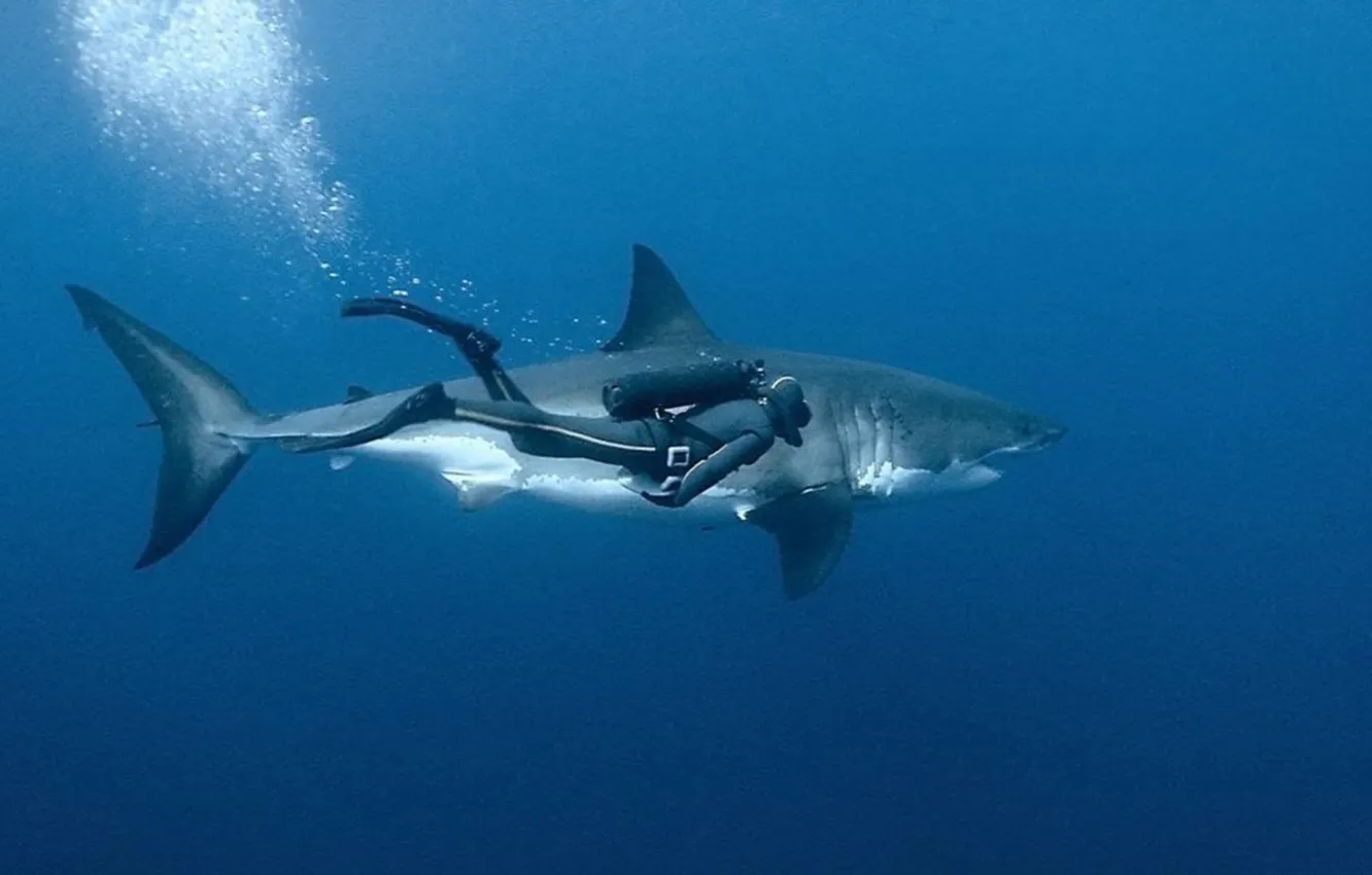 Фото обои predator, animal, diver, Great white