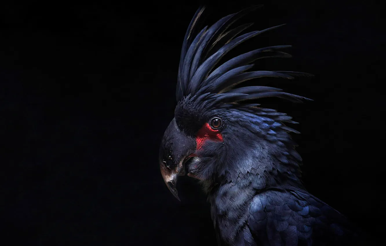 Фото обои птица, перья, попугай, черный фон, хохолок, Какаду