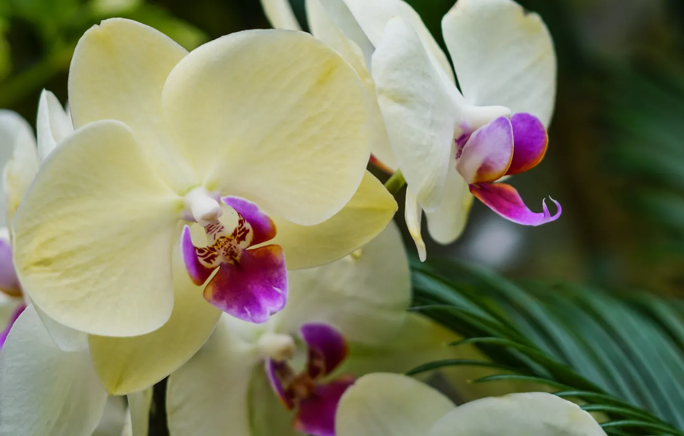 Фото обои цветы, орхидеи, цветение, flowers, фаленопсис, orchids, flowering
