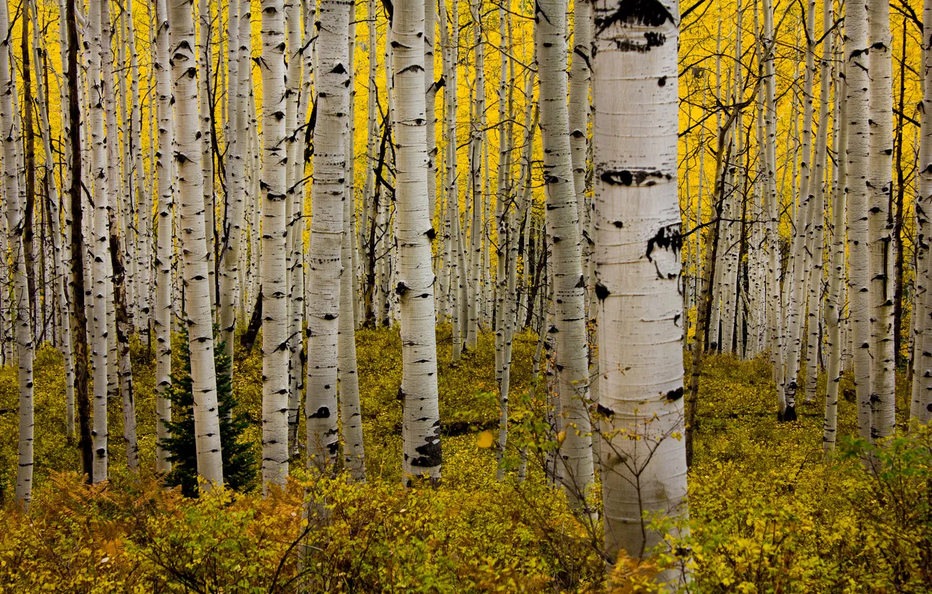 Фото обои осень, лес, листья, Колорадо, США, роща, кусты, осина