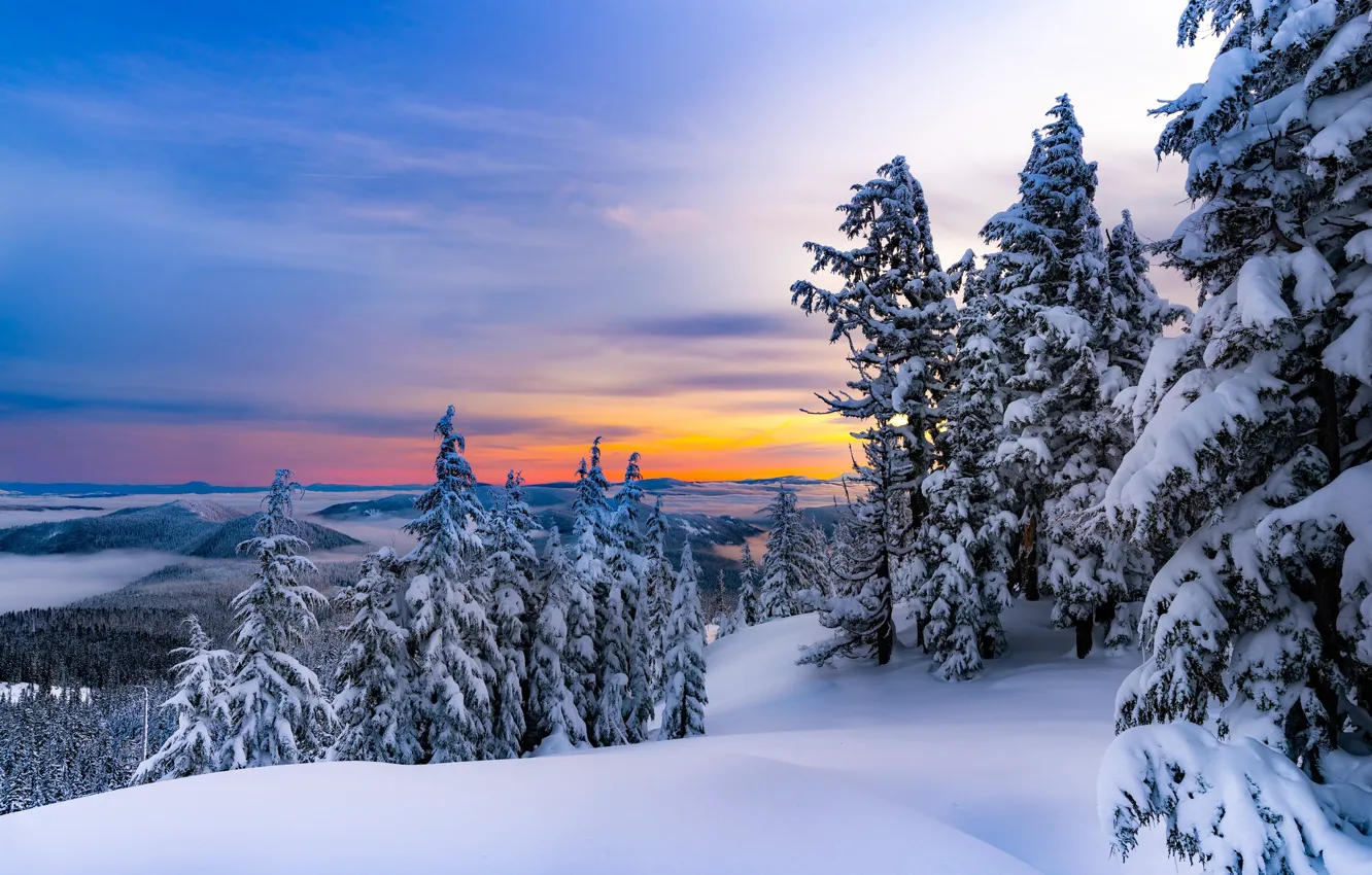 Фото обои зима, лес, ели