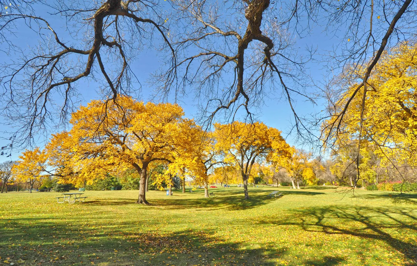 Фото обои осень, небо, трава, листья, деревья, парк