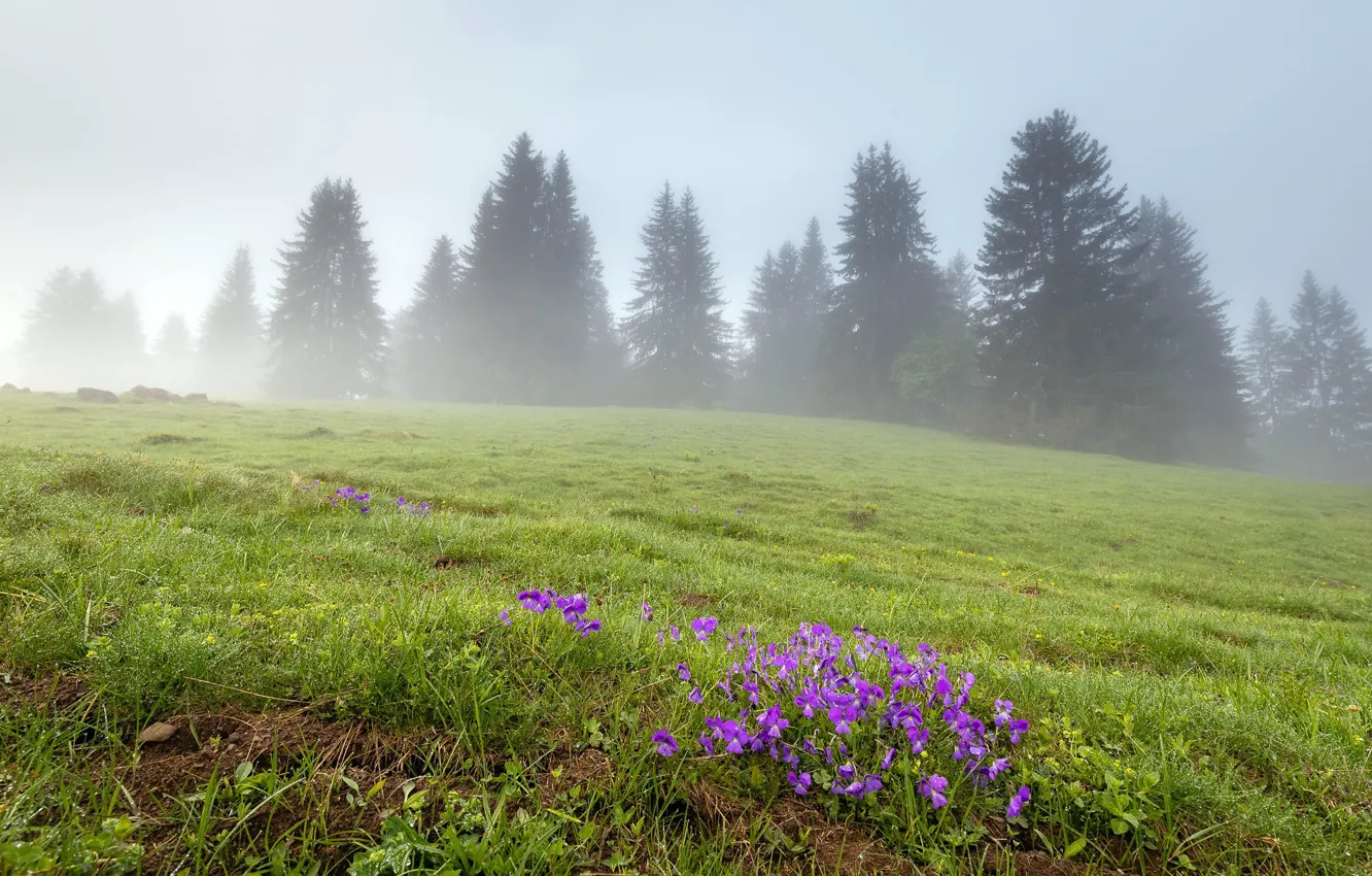 Фото обои поле, цветы, туман, весна