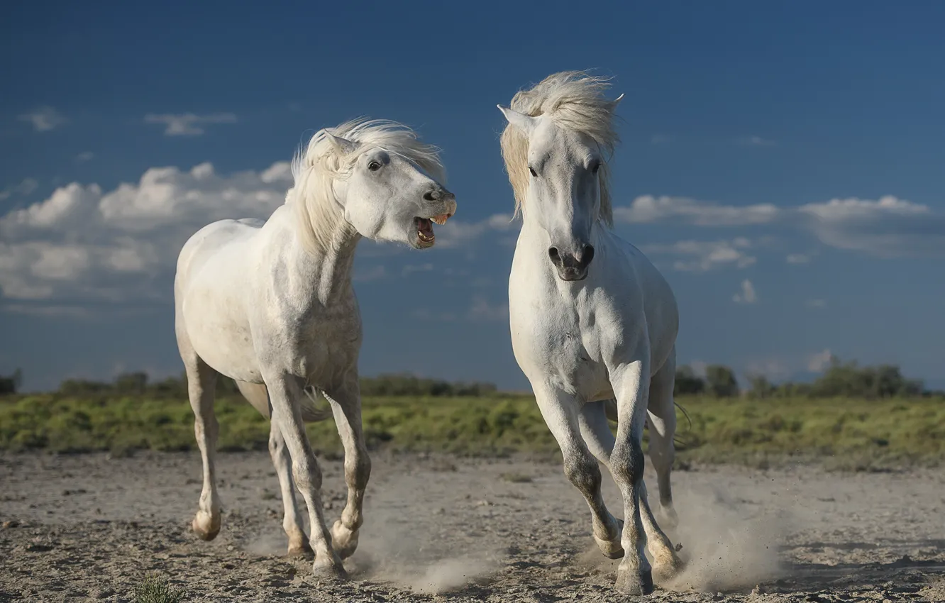 Фото обои животные, природа, кони, лошади, пара