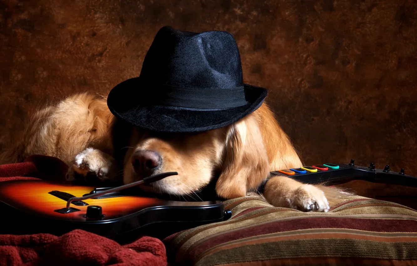 Фото обои друг, гитара, собака, шляпа