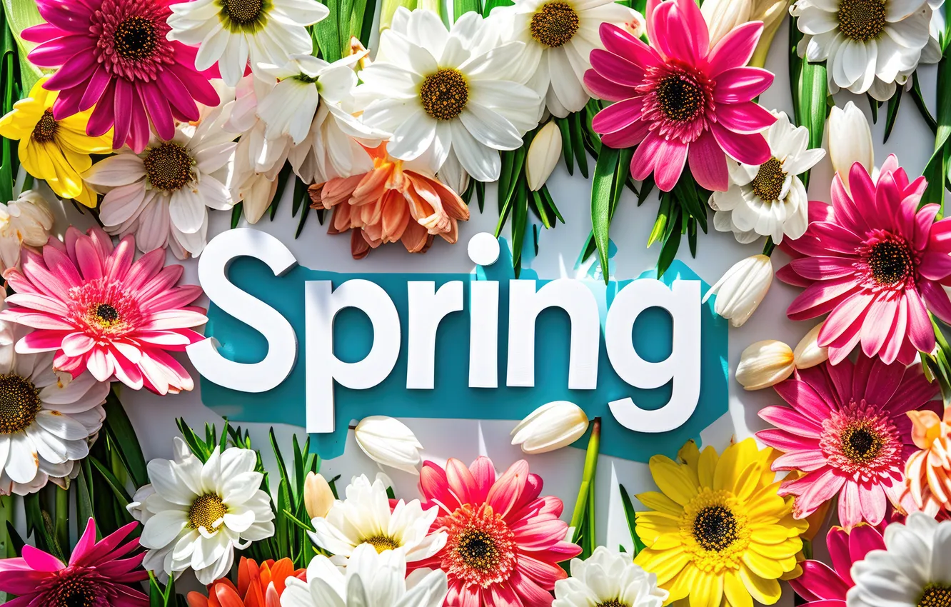 Фото обои цветы, весна, colorful, flowers, spring