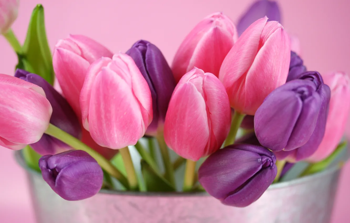 Фото обои фиолетовый, цветы, розовый, тюльпаны, бутоны