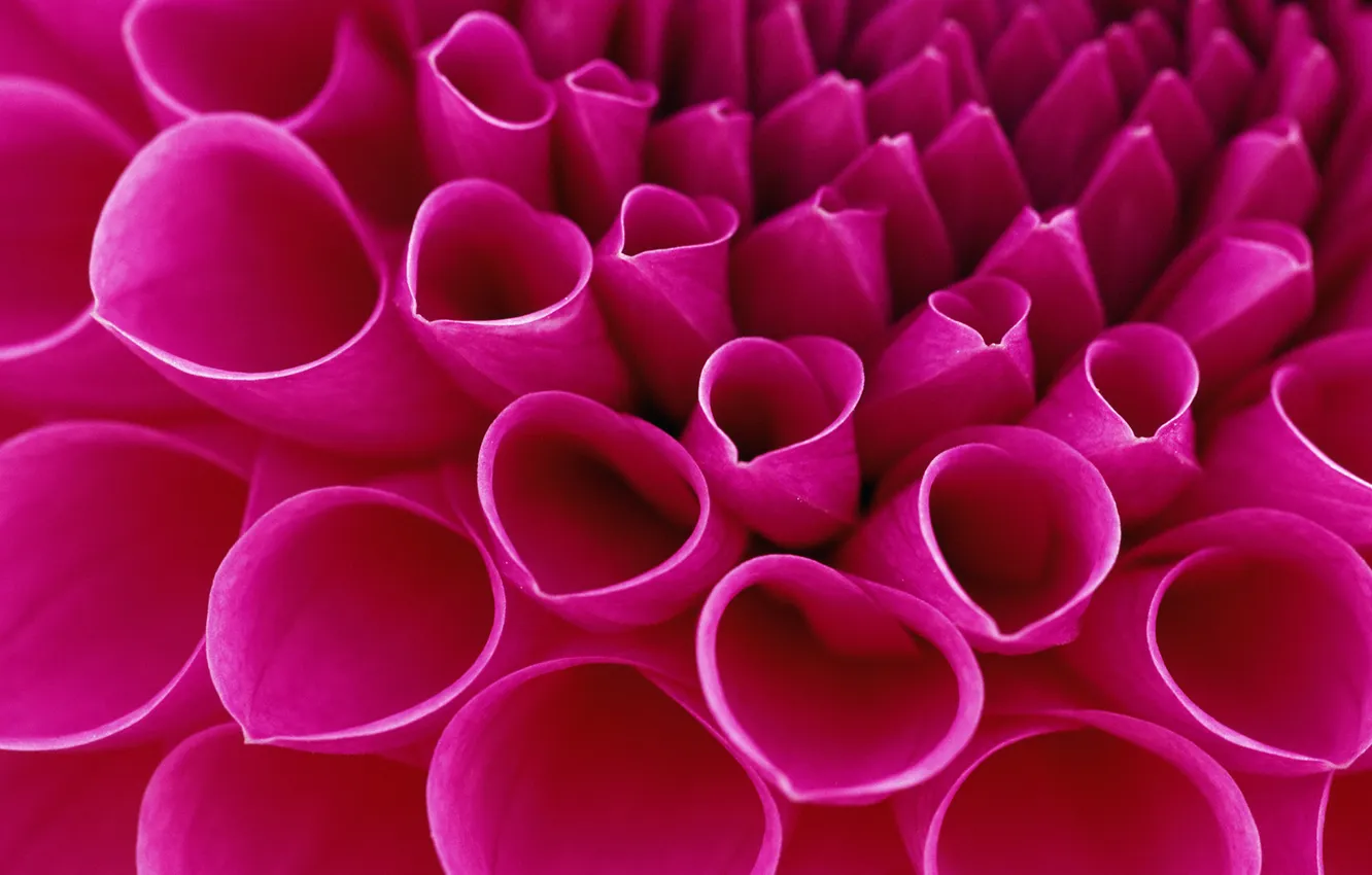 Фото обои макро, цветы, красивая