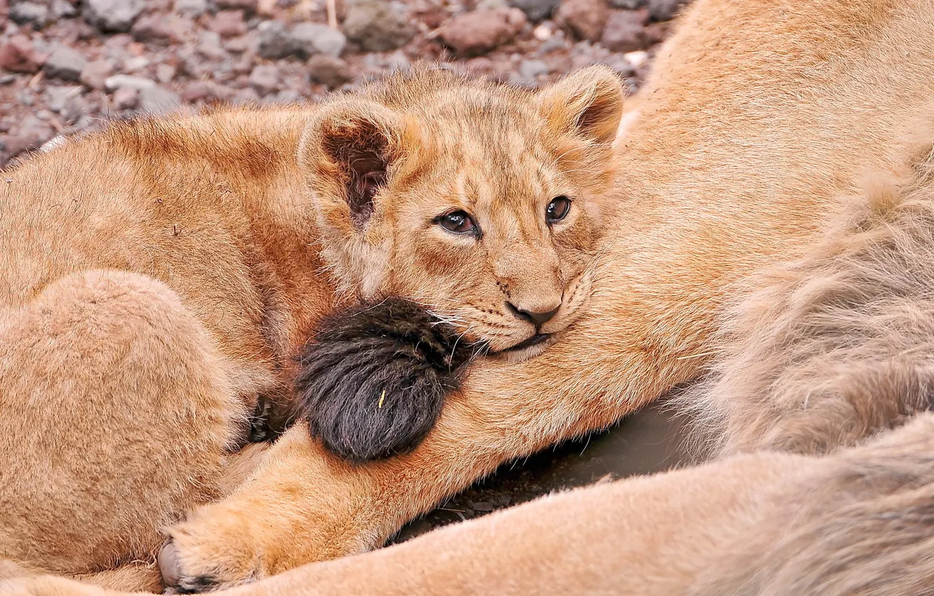Фото обои грусть, лев, лежит, смотрит, львёнок, мамин хвост