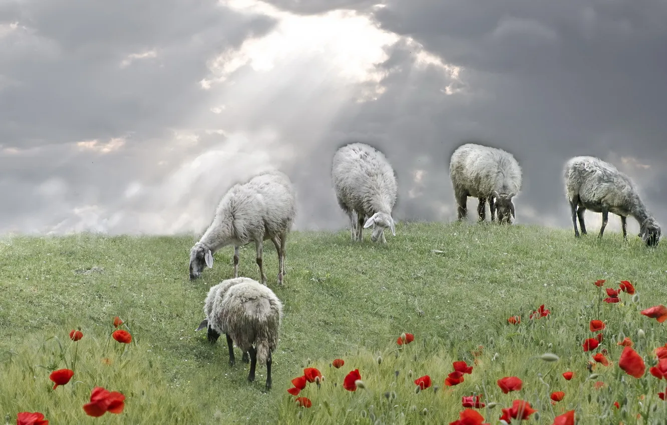 Фото обои поле, овцы, маки