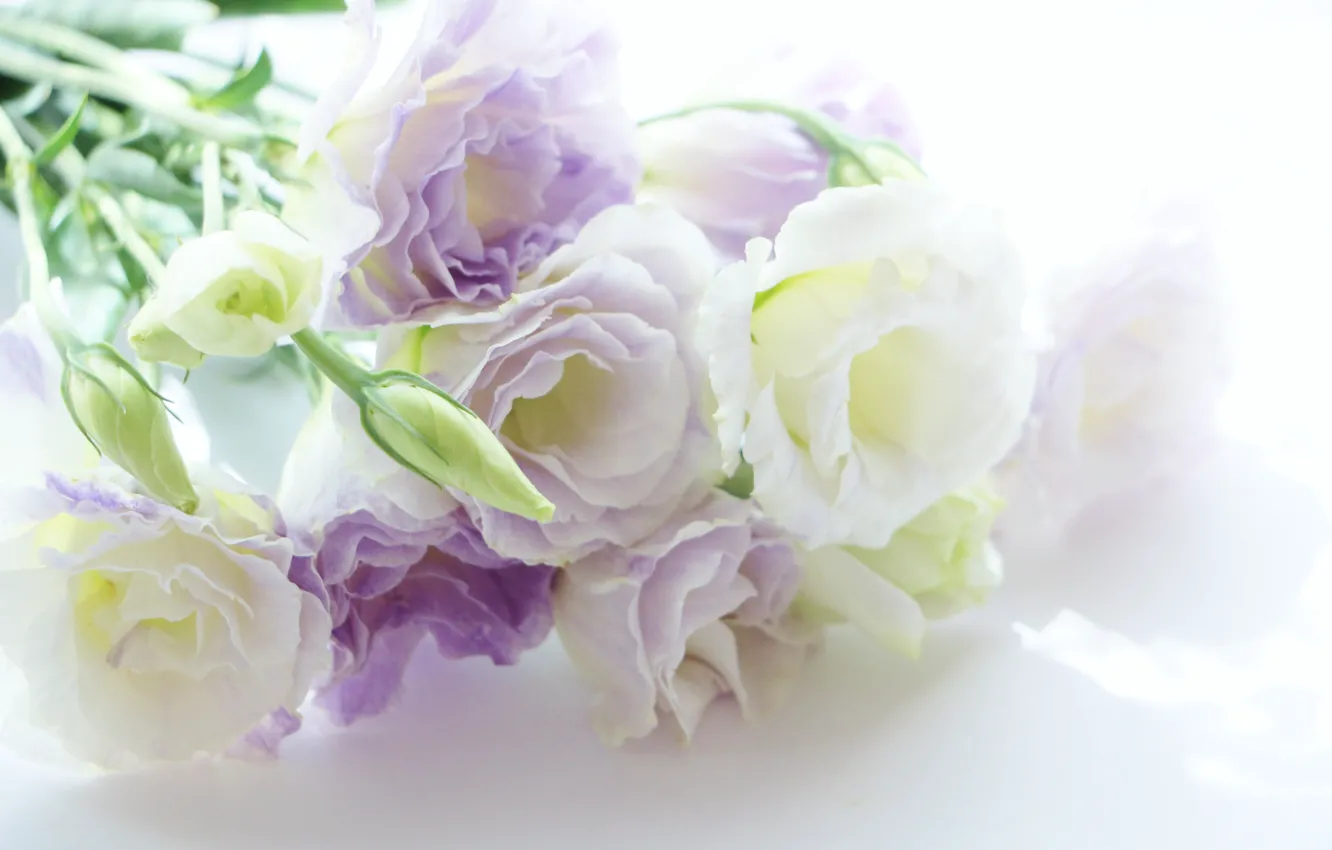 Фото обои цветы, Эустома, бело-сиреневый