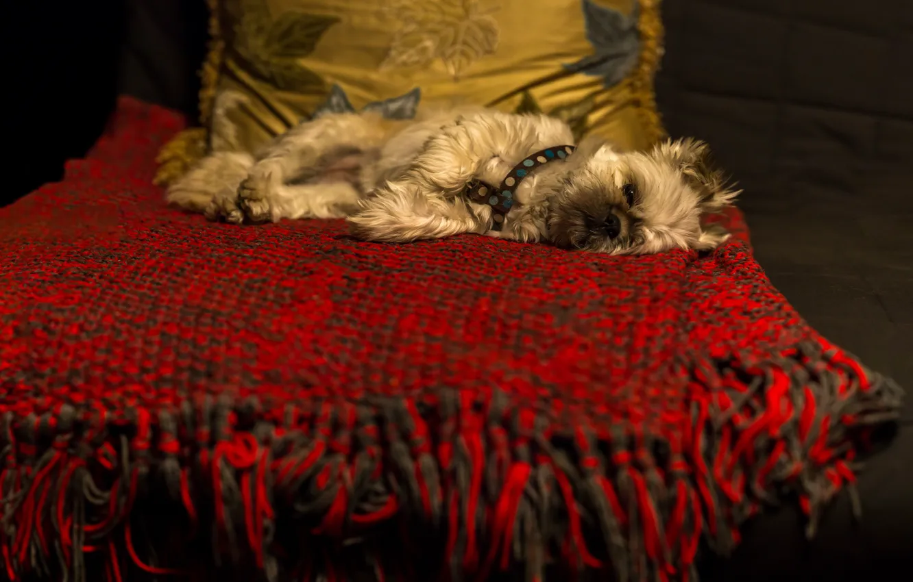 Фото обои темный фон, комната, диван, собака, лежит, подушка, плед, собачка