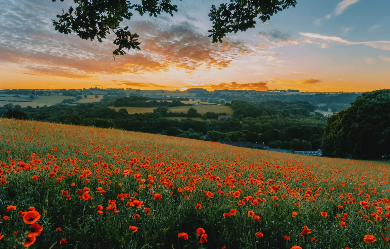Фото обои поле, цветы, маки