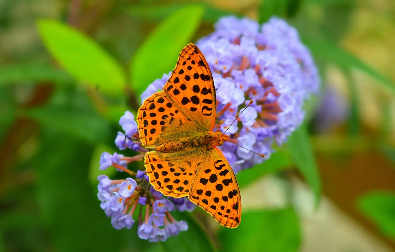 Фото обои Макро, Цветы, Бабочка, Flowers, Macro, Butterfly
