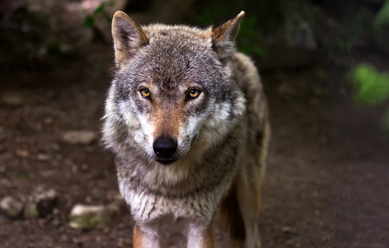Фото обои nature, snow, predator, face, animal, wolf, wildlife, portrait