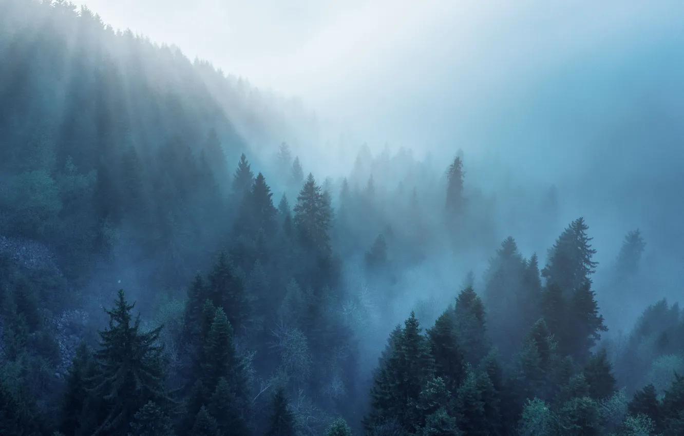 Фото обои лес, лучи, свет, деревья, природа, туман, утро