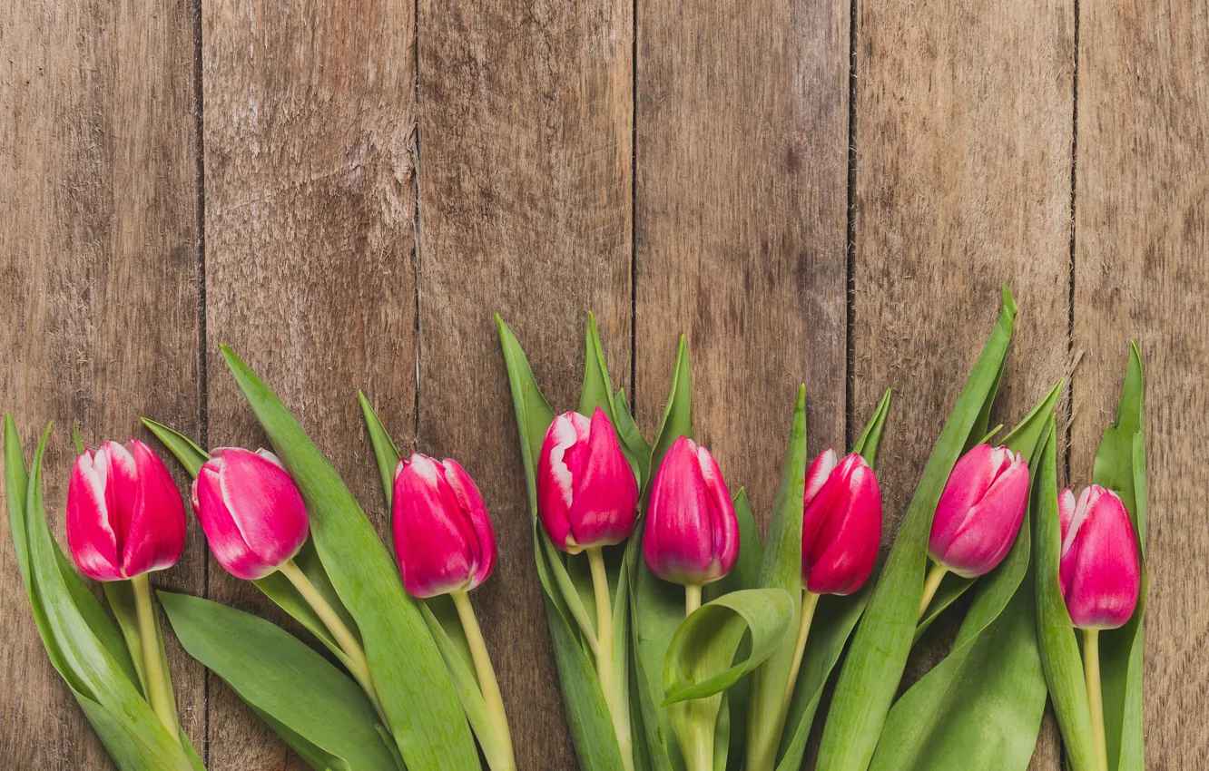 Фото обои цветы, тюльпаны, розовые, fresh, wood, pink, flowers, tulips