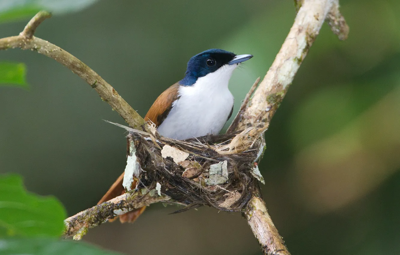 Фото обои ветки, птица, гнездо, самка, Shinning Flycatcher