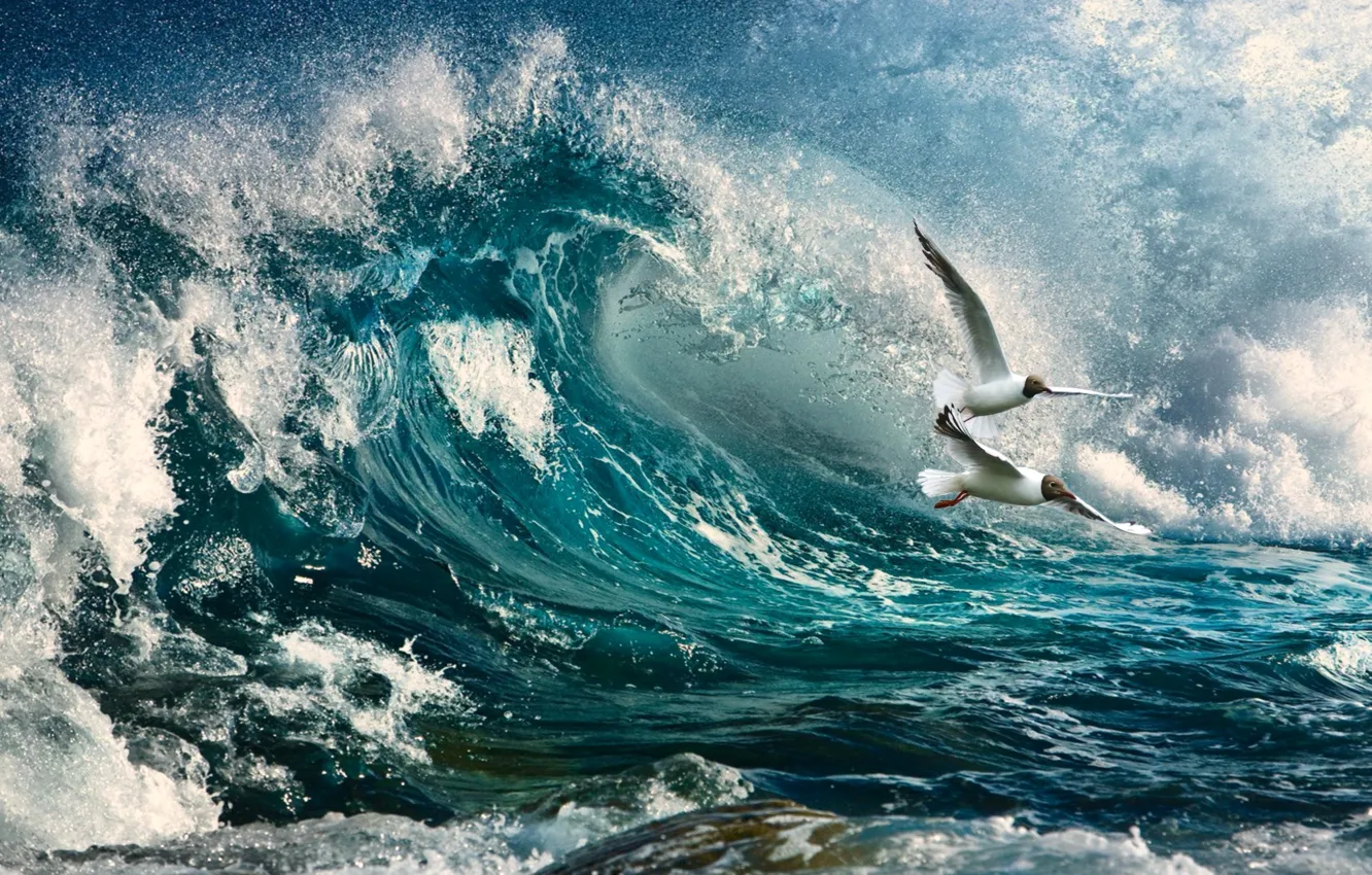 Фото обои брызги, шторм, океан, чайки