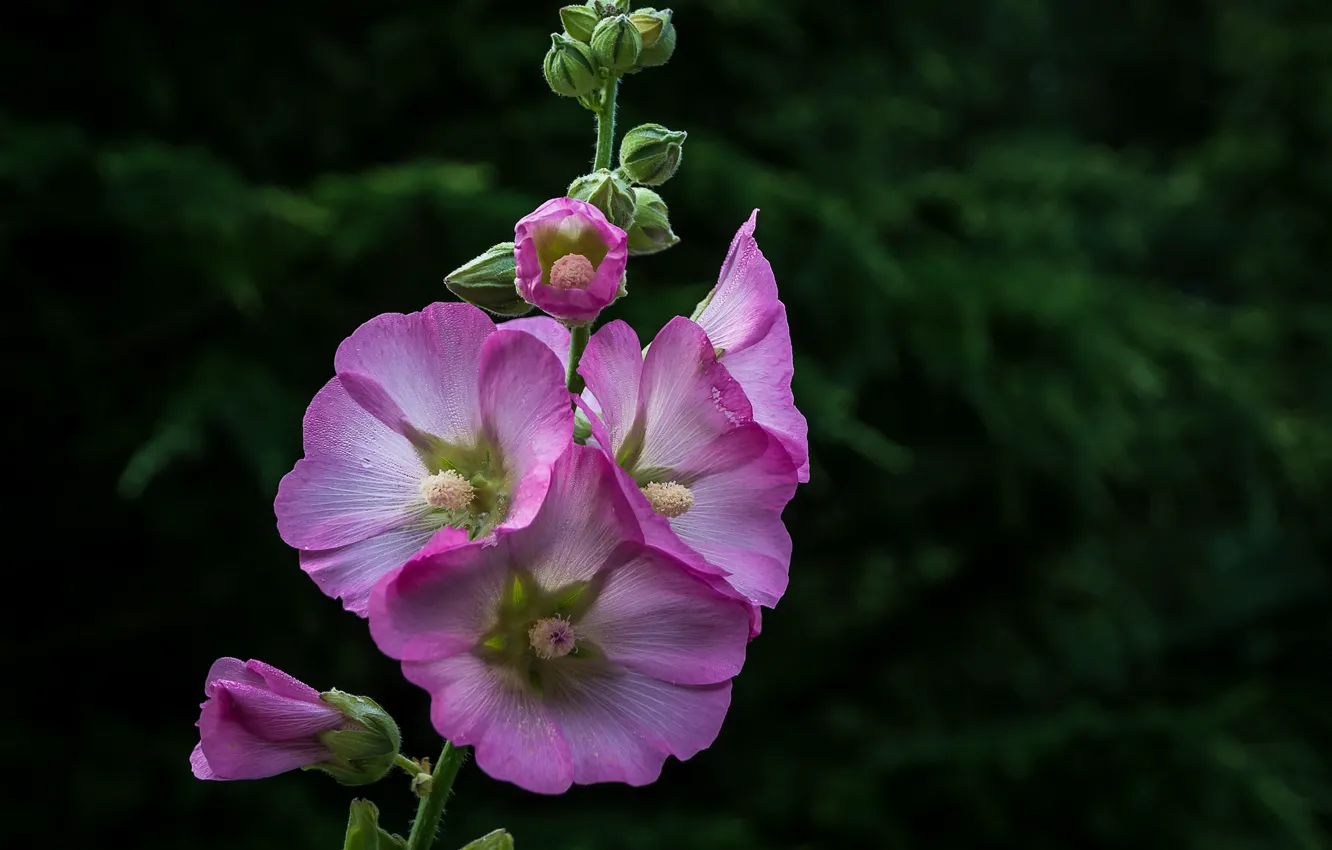 Фото обои цветы, розовые, мальва