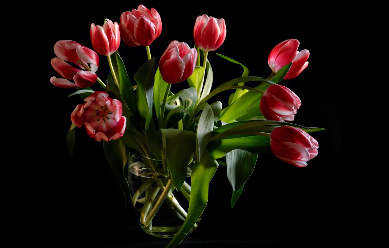 Фото обои листья, цветы, букет, тюльпаны, ваза, черный фон, бутоны