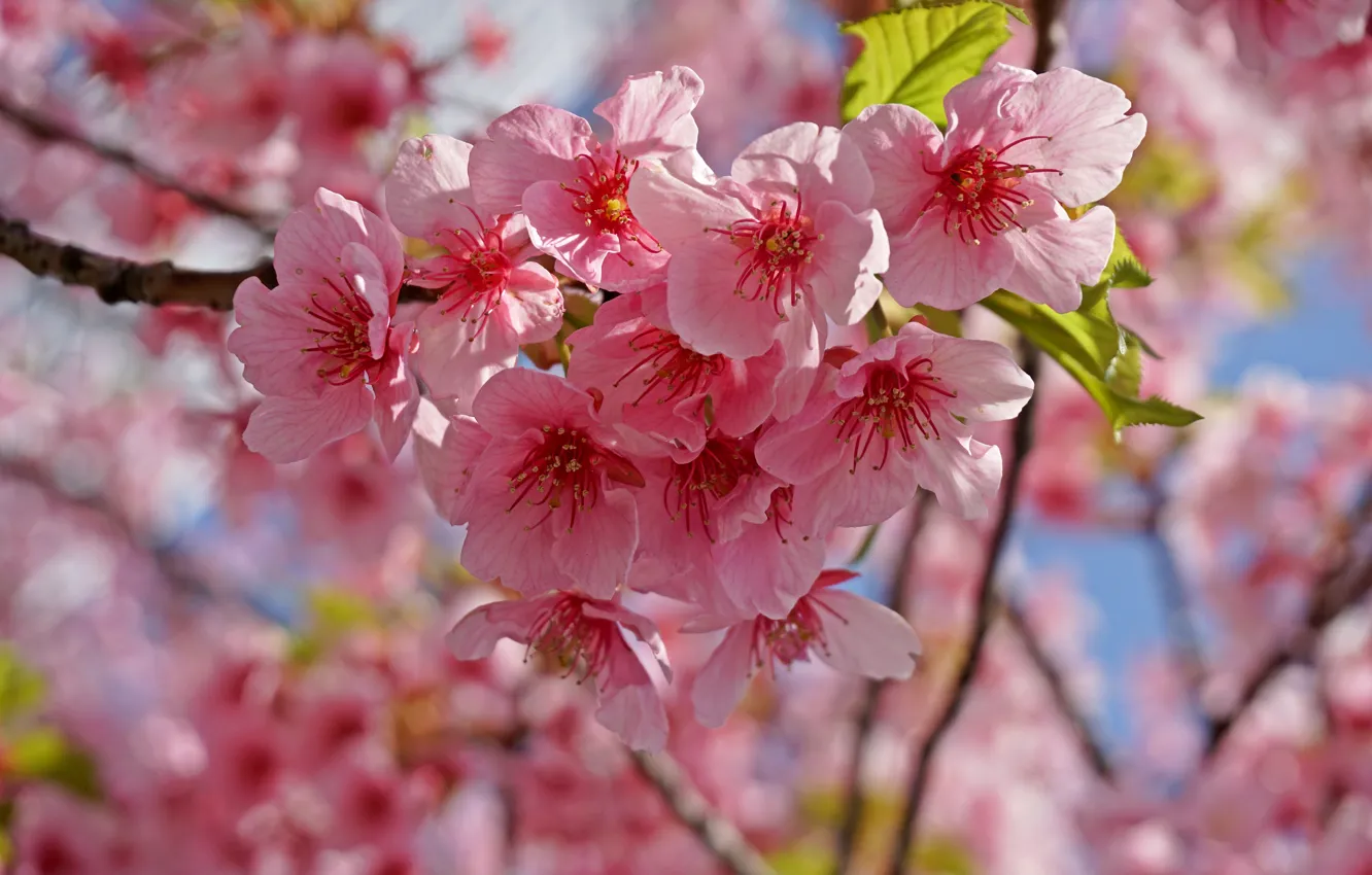 Фото обои небо, ветки, весна, сакура, цветение, pink, blossom, sakura