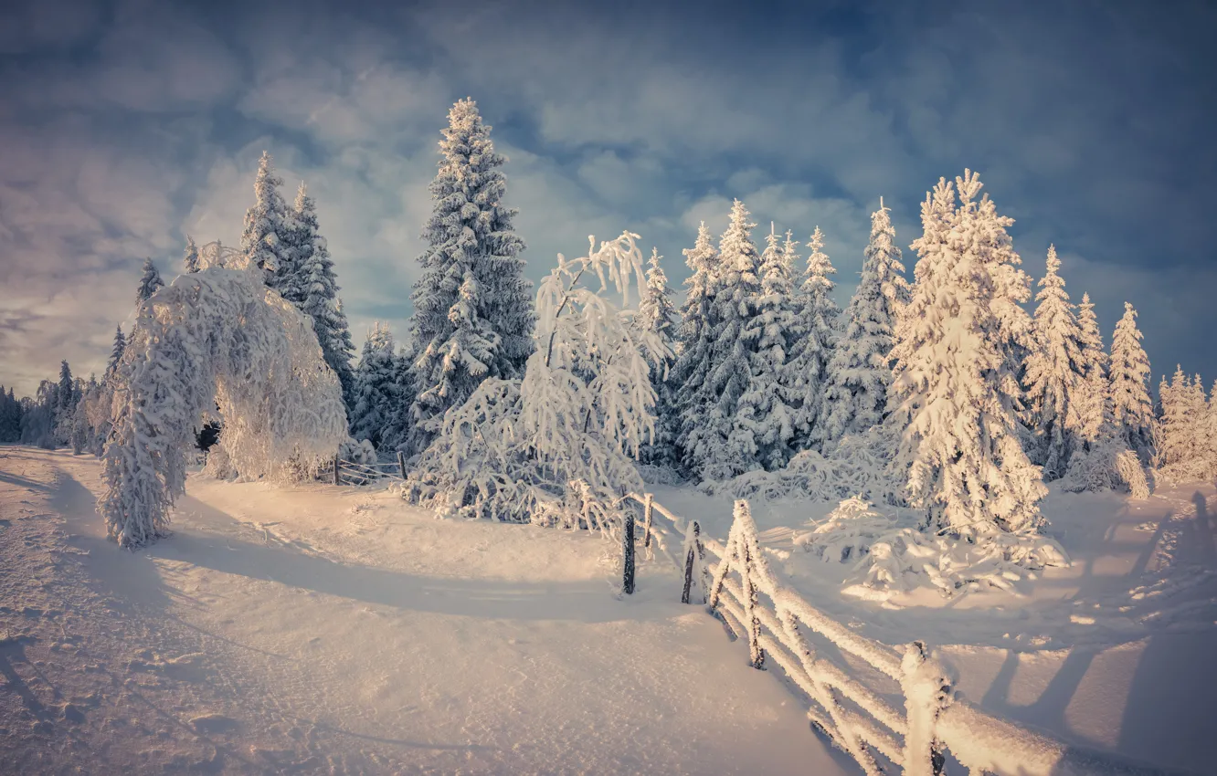 Фото обои зима, снег, деревья, природа, nature, winter, snow, tree