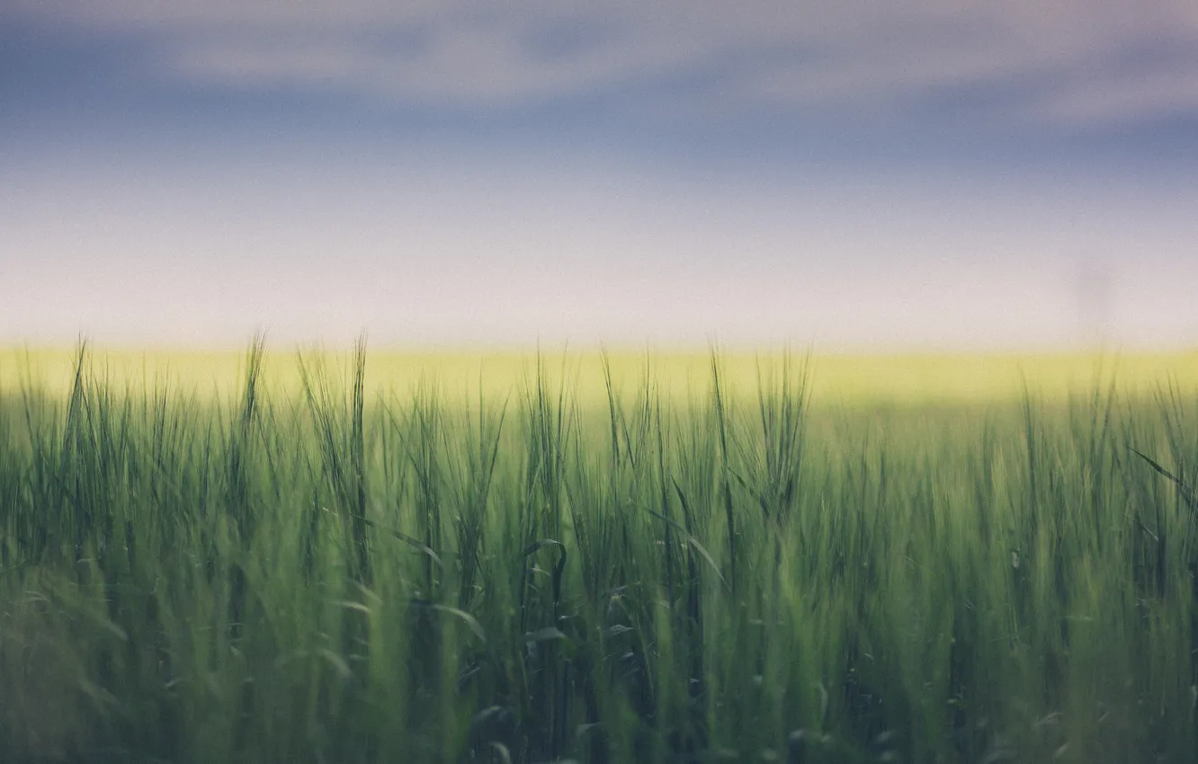 Фото обои пшеница, поле, небо, облака, сельская местность, боке, солнечный свет, фермы
