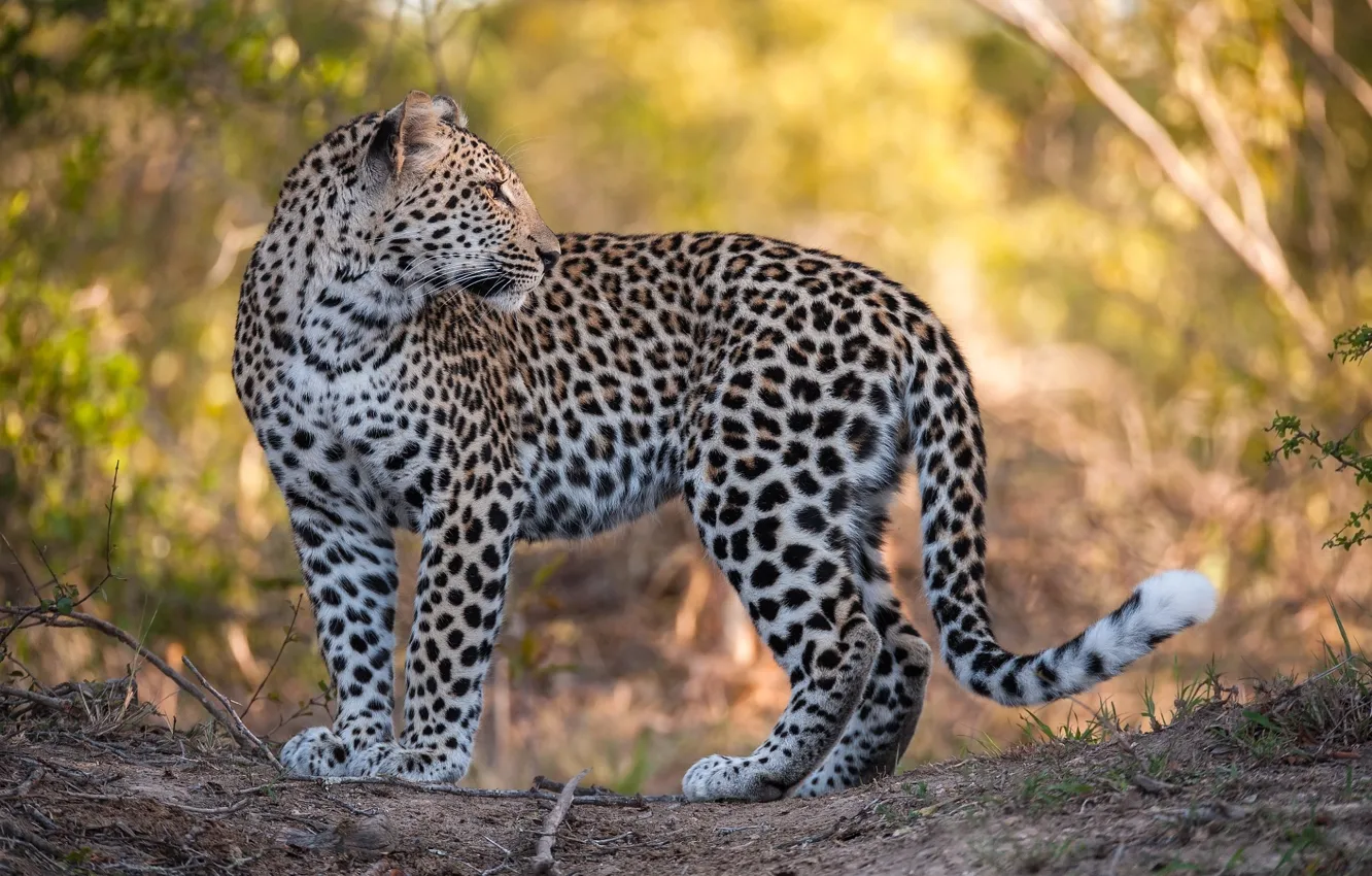 Фото обои взгляд, леопард, большая кошка
